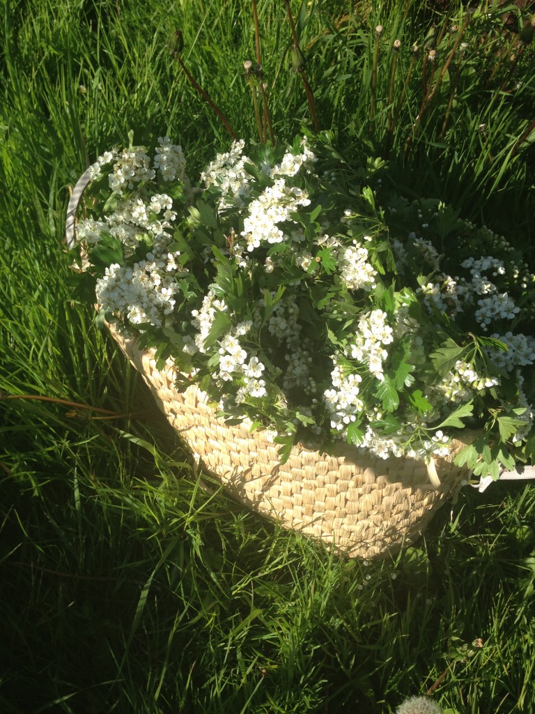Hawthorn Blossoms Crataegus