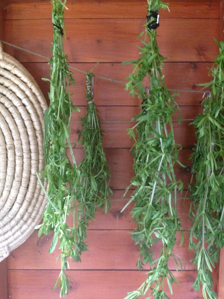 Drying Cleavers Galium 1