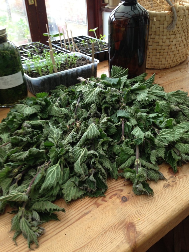 Piles of Nettles nettle bunches